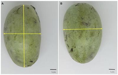 Physical characterization of frozen fruits from eight cultivars of the North American pawpaw (Asimina triloba)